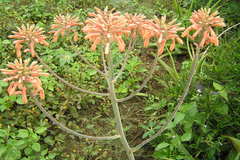 Aloe vera